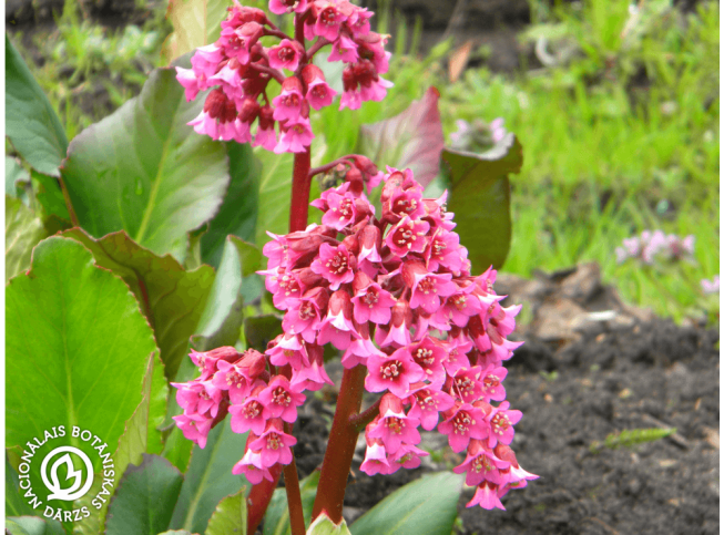 Bergenia   'Morgenröte'